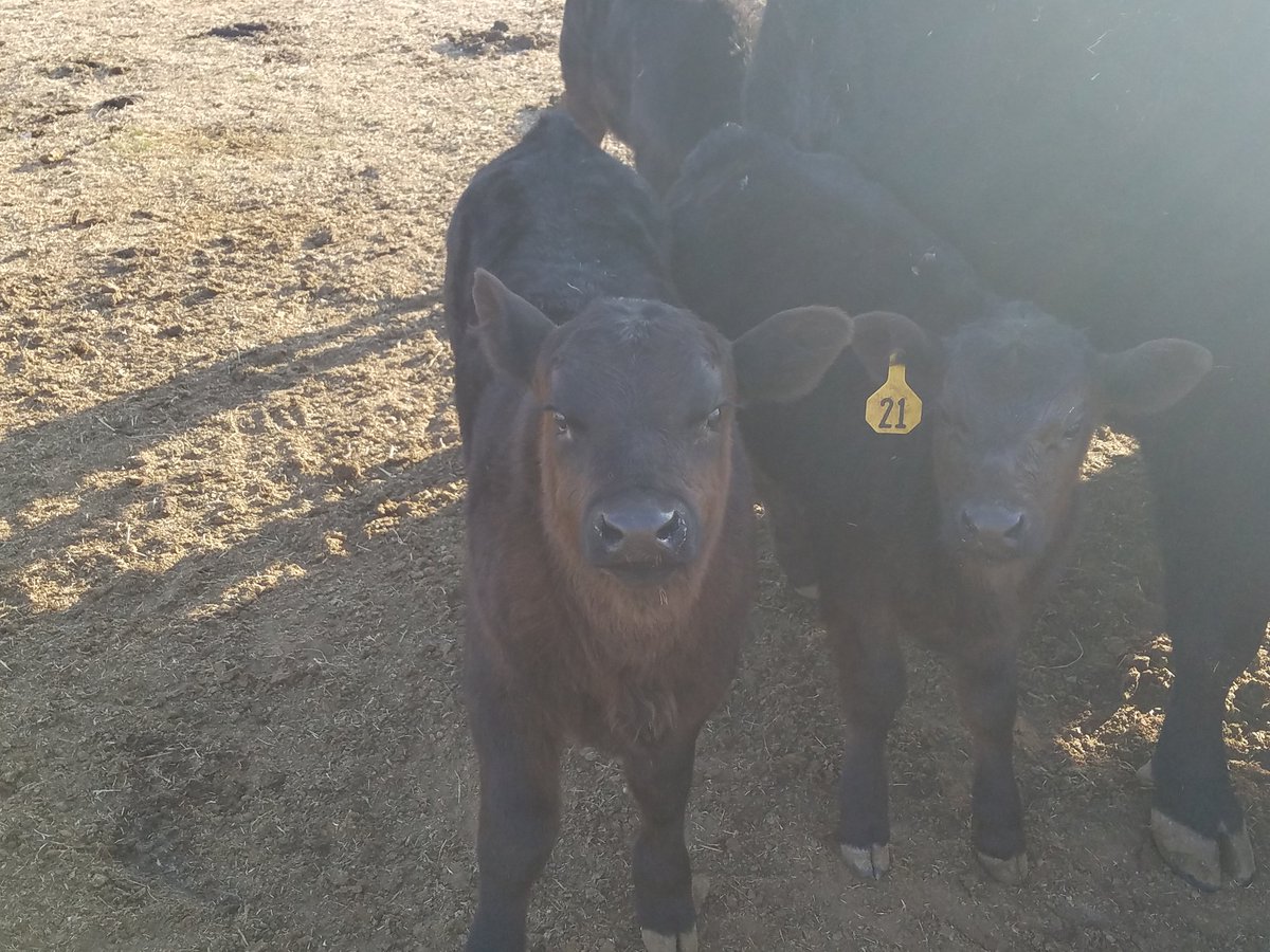GP3FarmLLC's tweet photo. #GP3Farm #blessed #lookslikechampions #ownertakesexcellentcare #proudtobeapartofit #fatmommas https://t.co/M7vooTaBzX