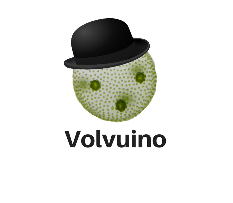 Volvuino tweet media