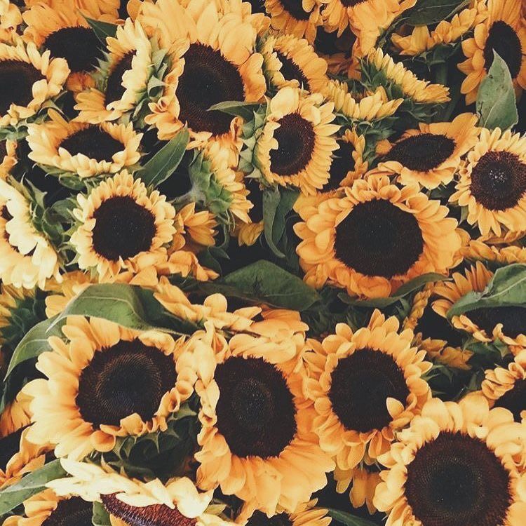 sunflowersbake's tweet photo. Find your sunshine today ☀️ https://t.co/POAKoEZ4Xf
