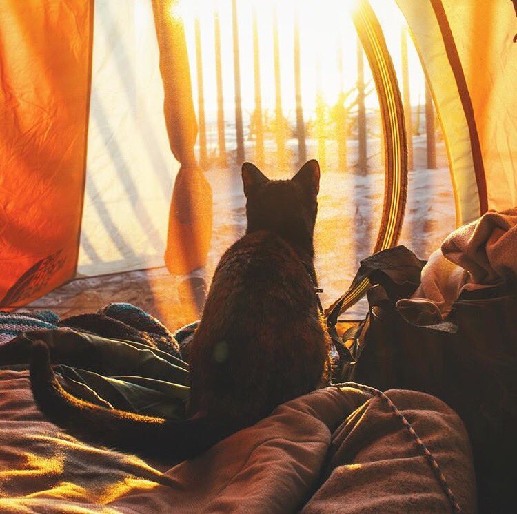 campingwithcats's tweet photo. #cathaiku 
Dawn breaks, sun appears. 
Must decide on today's tasks. 
Groom, eat, sleep, repeat. 
#campingwithcats @whiskered_away https://t.co/L06vl4SBB7