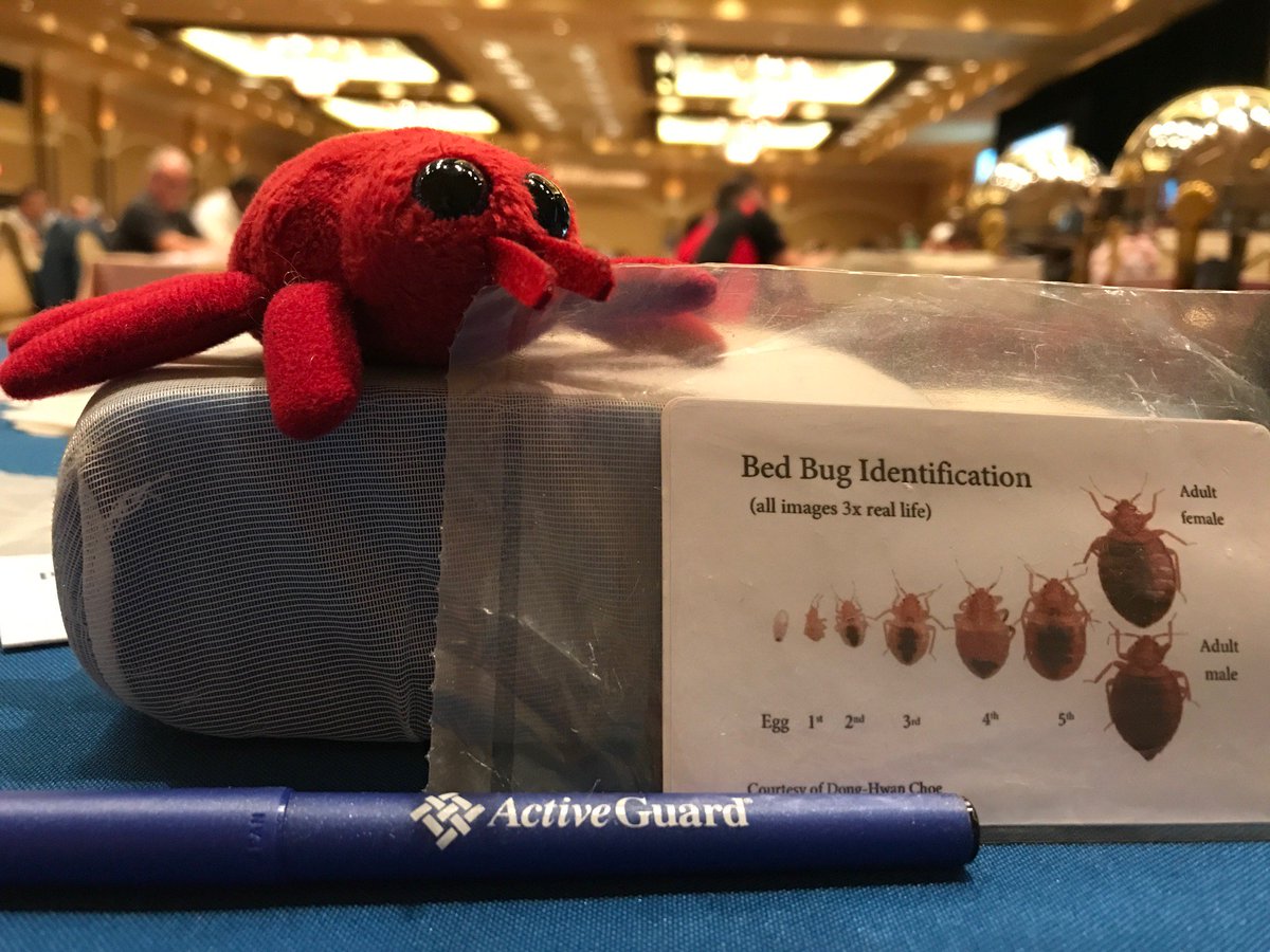 ResourceBedBug's tweet image. Do you know what a #BedBug looks like.  All the more reason for #BedBugPrevention contact #ResourceBedBug today resourcebedbug.com