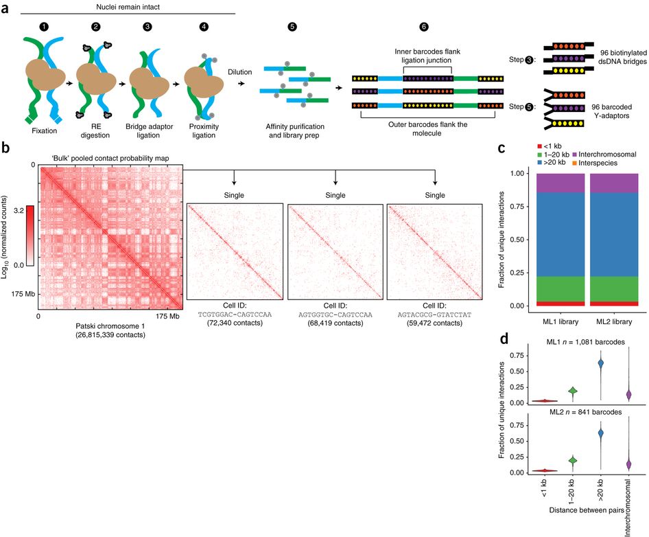 NatureGenet's tweet photo. From @naturemethods: Massively multiplex single-cell Hi-C https://t.co/2HXHEeDaK5 #SharedIt https://t.co/oxL0iuXRB1