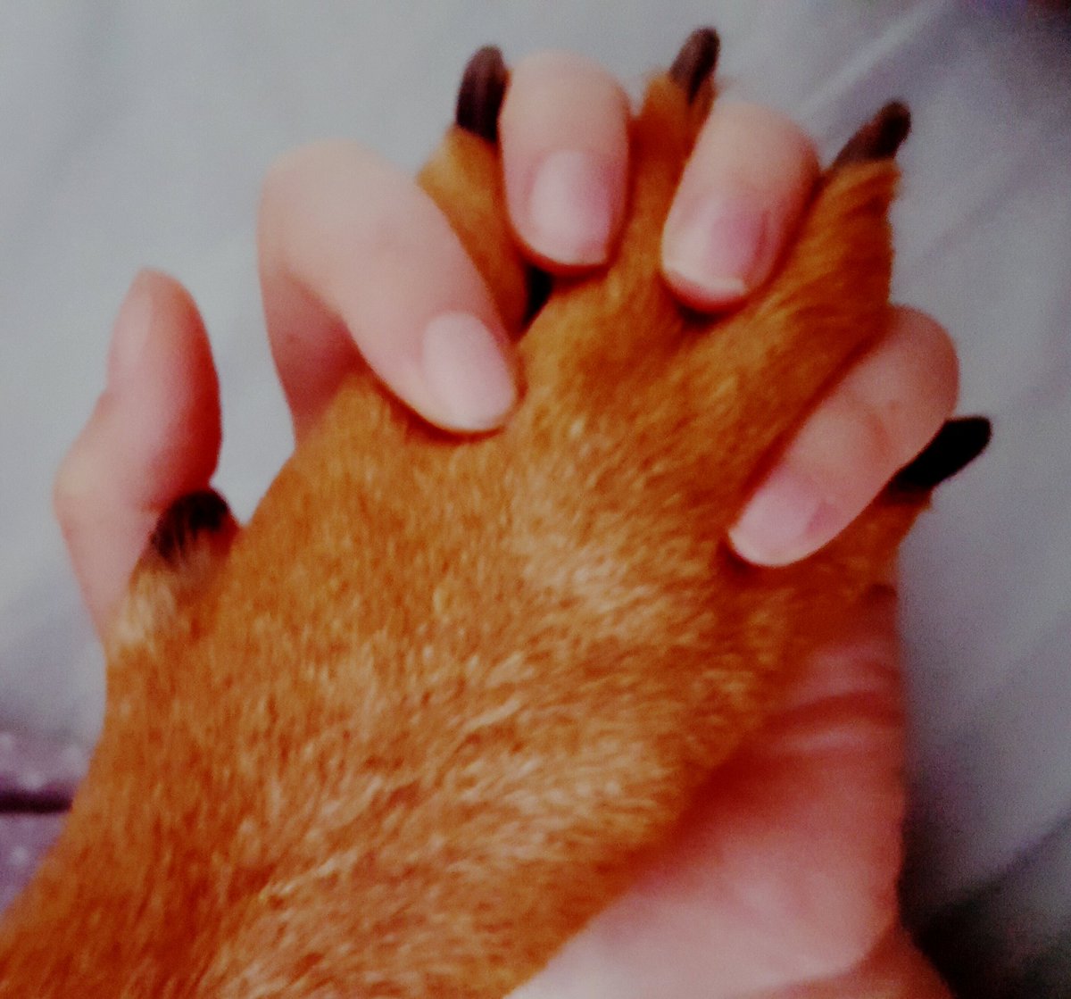 AlexElk123's tweet photo. What a world it would be, if people had hearts like dogs. 

#dogs #dogsoftwitter #bestfriends #pettherapy #doglovers #quote #petsoftwitter https://t.co/9fvQ7FgwXR