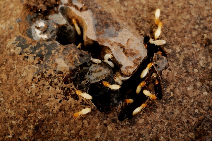 elliethetermite's tweet photo. Termites tend to stay away from light #childernofthenight #termitefact https://t.co/jSbCtfq1VO