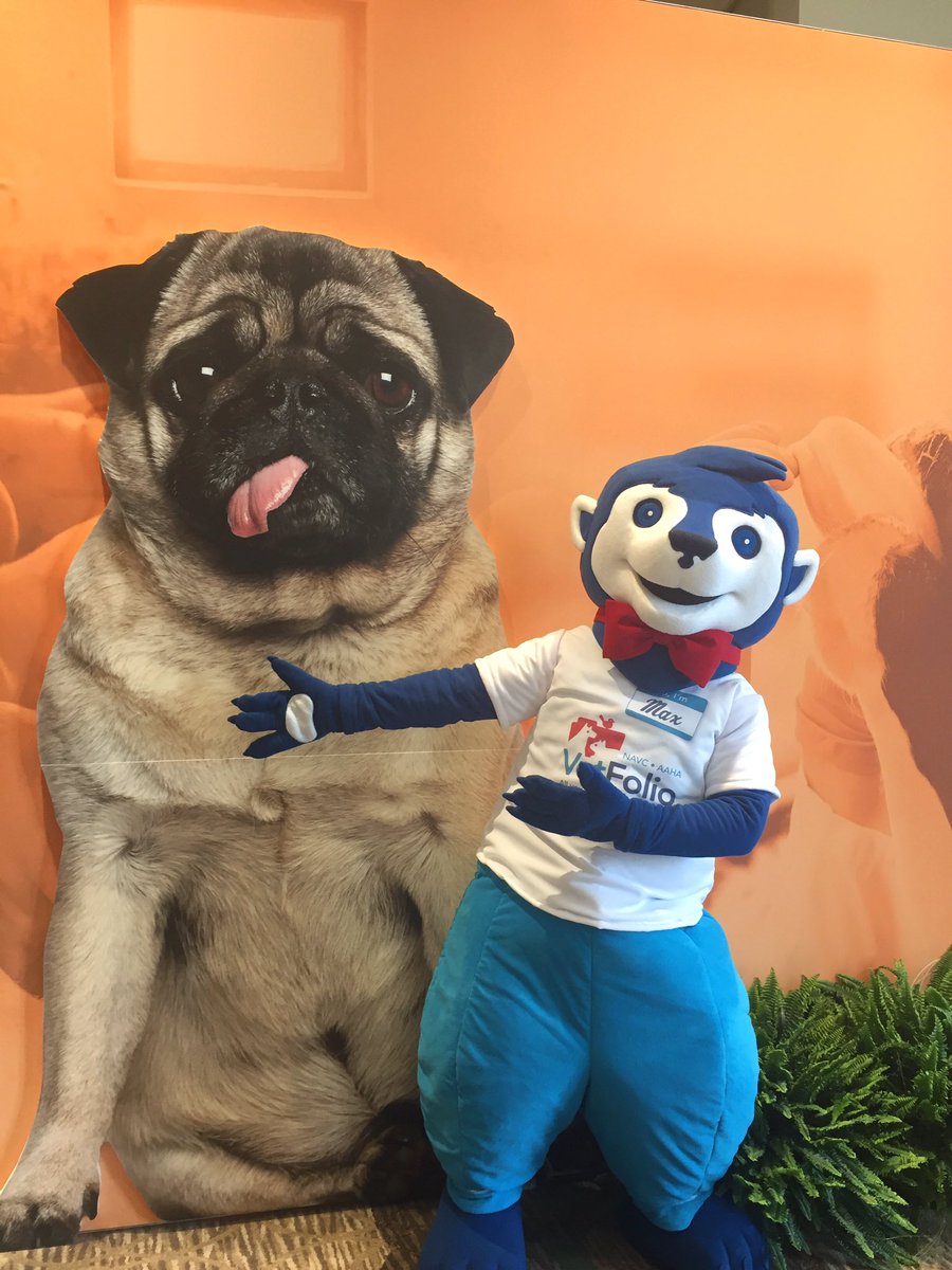 The_NAVC's tweet photo. Max, everyone's favorite @vetfolio Meerkat is here and ready to strike a pose with our #NAVC2017 attendees! https://t.co/m3D8Q8JrbU