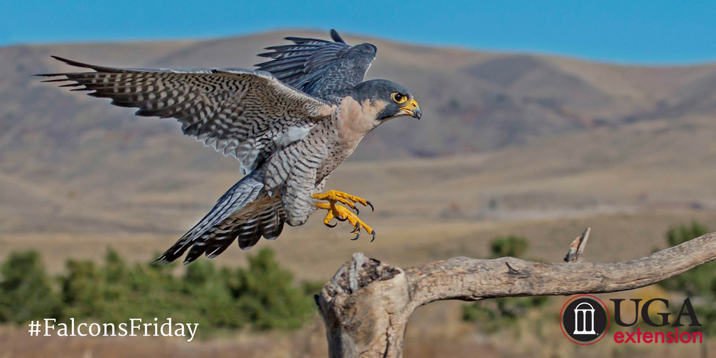 UGAExtension's tweet photo. The velocity of a falcon's strike stuns its prey, making touchdowns a bit "deflating" for the @Patriots #falconsfriday https://t.co/Z1nBpAPlEk