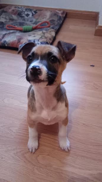 NuevaVidaAdop's tweet photo. MADRID
ATENEA bebe 2meses
cariñosa,buena y juguetona
Busca familia responsable para  compartir juegos y sofá
#madrid
facenuevavida@gmail.com https://t.co/m4nVSBs8Ug