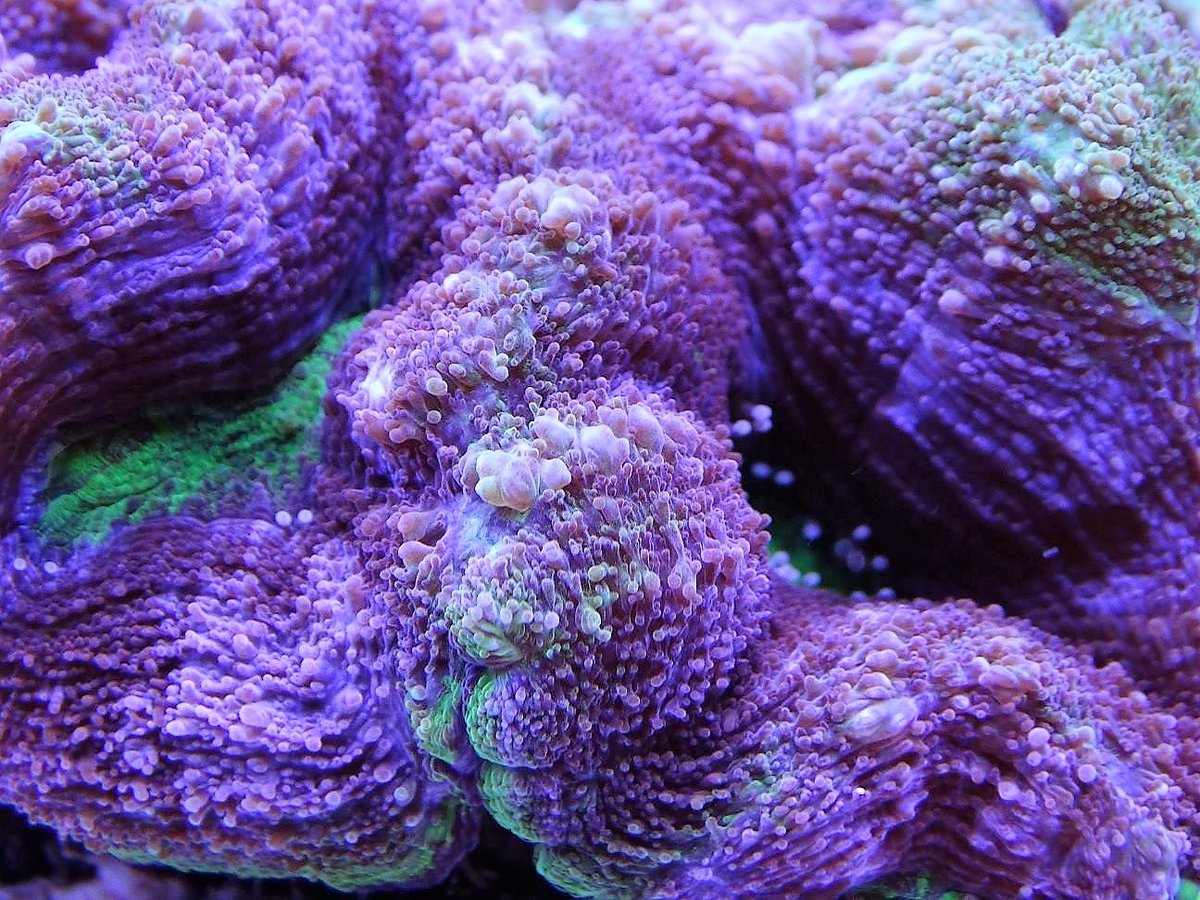 AFMMarine's tweet image. 