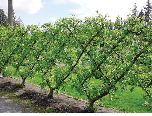 Grow a beautiful, diamond-shaped wall of fruit with a Belgian fence! bit.ly/2k7FtZU