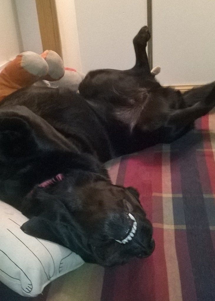 jessthelabrador's tweet photo. Friday night sprawl #Labradorsmile #sweetdreams #dogs https://t.co/WF1AxCY5Bp