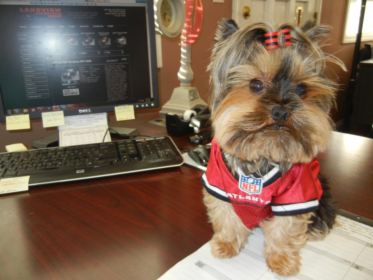 LakeViewAutos's tweet image. Tessie wearing her Falcons jersey to work today! @AtlantaFalcons #SB51 #FalconsFriday #RiseUp #GoFalcons