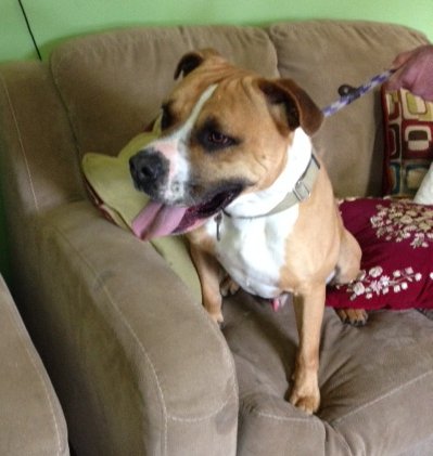 petsalive's tweet image. Miler loves spending time in our volunteer lounge with his favorite people!