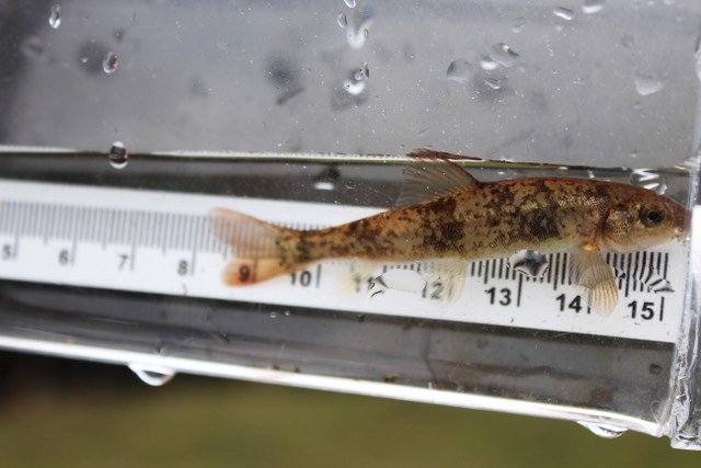 NatureTrustofBC's tweet image. Research with @BCIT students discovered the Salish Sucker (an extremely rare endangered species of #fish) on TNTBC #conservation land!