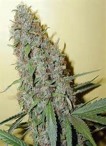 420cannabisseed's tweet photo. Cinderella showing off her massive buds
#BigYielder https://t.co/x3V202oEFM