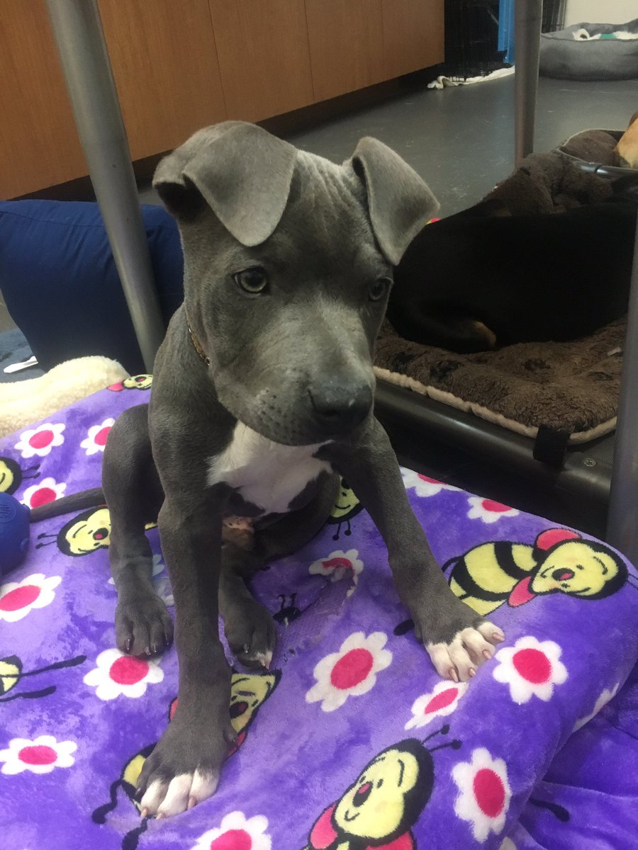 michellereneek's tweet image. Meet Rocky, 4mo pit pup, sweet as can be! Come meet him @AHWFoundation in Sherman Oaks!! #ahwf #compassionproject #MarcChing #RescueDogs