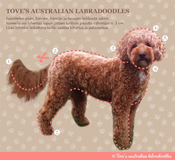 Tove's Labradoodles on Twitter: 
