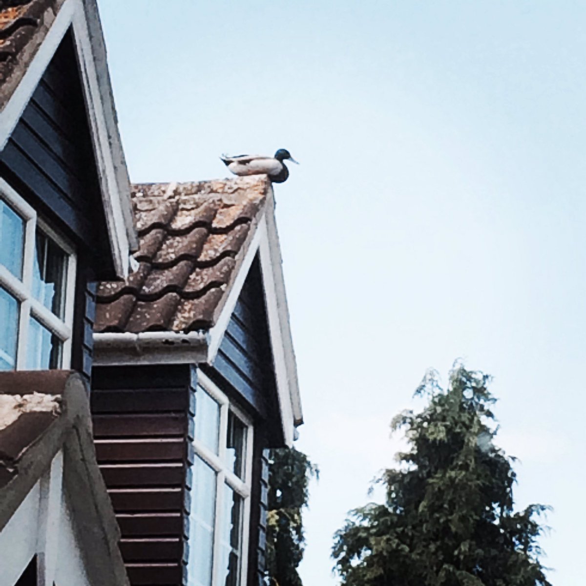Rural_Chic's tweet image. Ducks on the roof