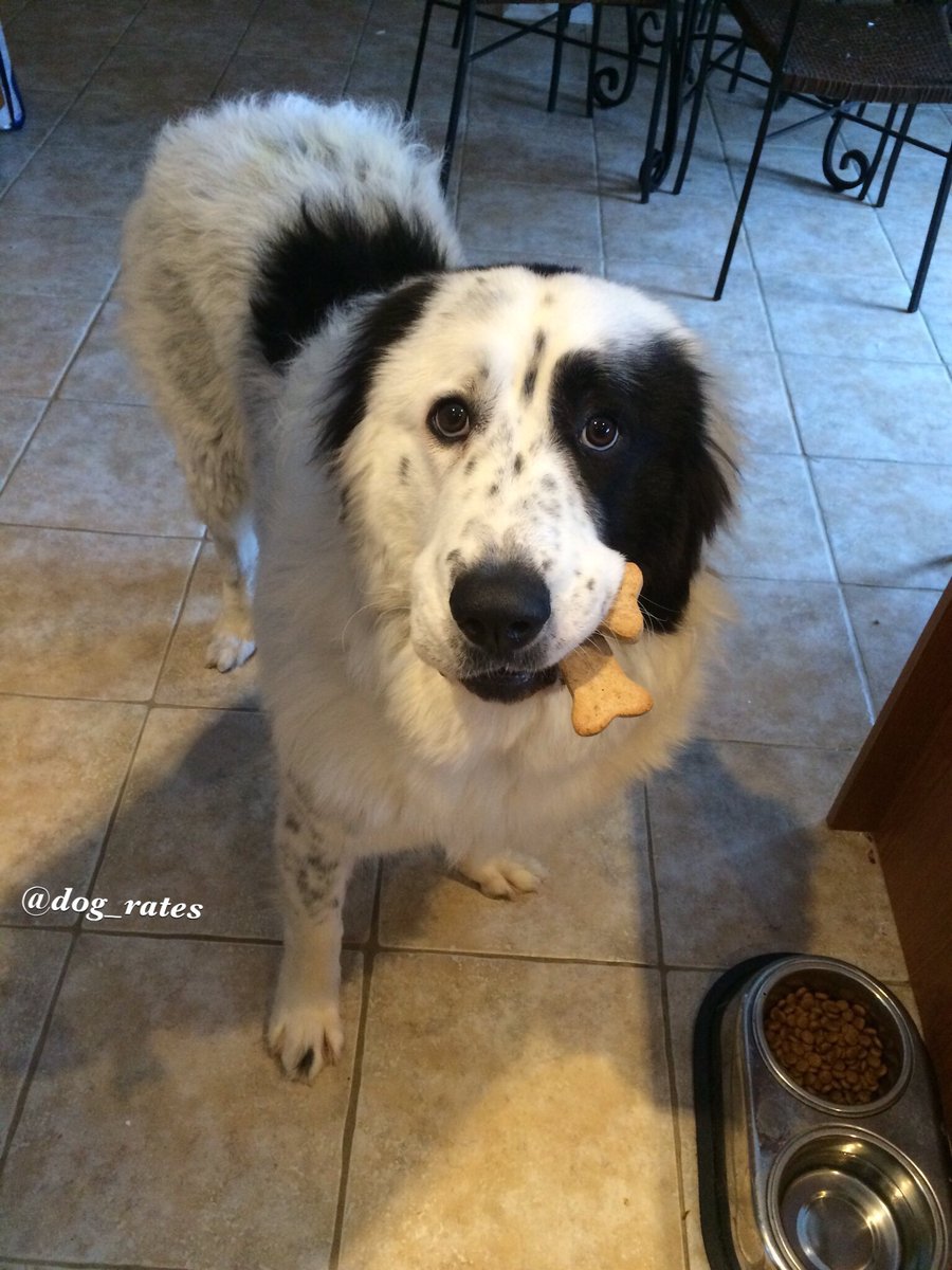 This is Boots. She doesn't know what to do with treats so she just holds them. Very good girl. 12/10 would give more treats