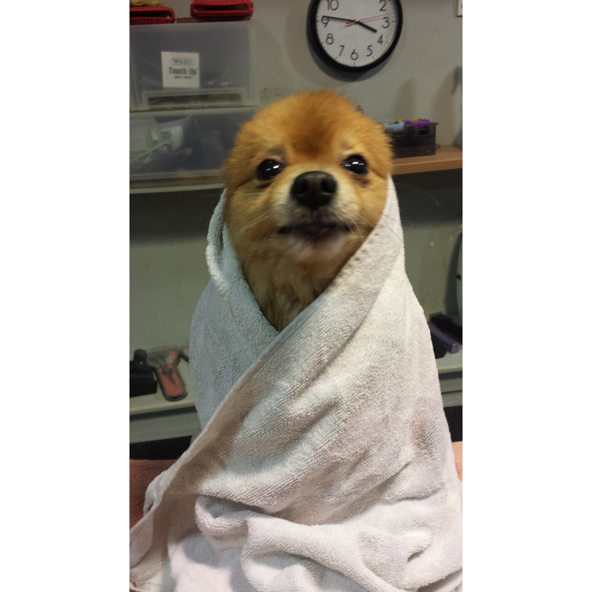 PoochinisPet's tweet photo. Ahhh.....friday pamper time....and relax....!!!
#Zack #pampered pooch #friday feeling https://t.co/J2Hj279DHc