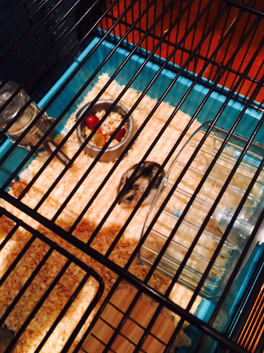 charlieandindia's tweet photo. @charlieandindia late night snack of grapes and nuts, ready for my half hour wheel run ππΉπππ»π΄ #keepthemawakeπππ» https://t.co/OrP2fF6llj