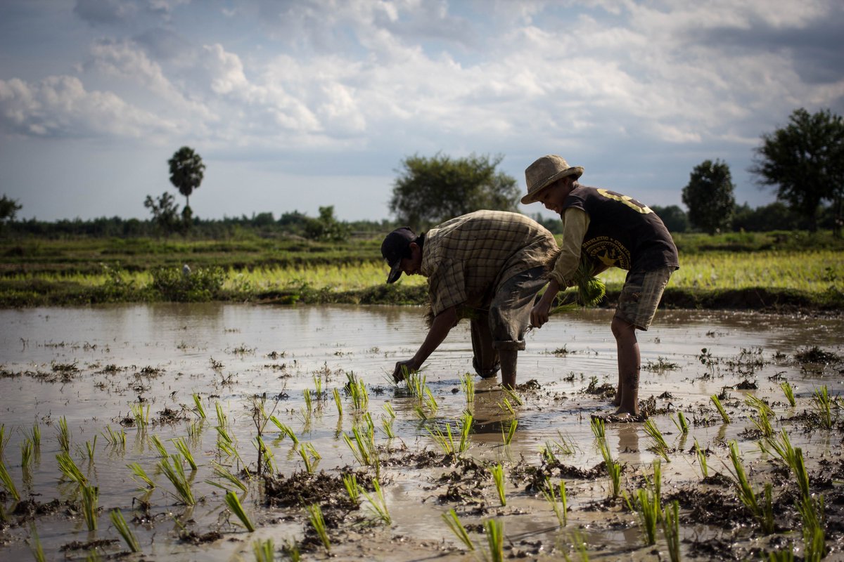 UNDP's tweet photo. #DidYouKnow? #ClimateChange affects our #food security. How ppl around the world adapt: https://t.co/jhcUeaMTQ1 https://t.co/0aMasJKxKs