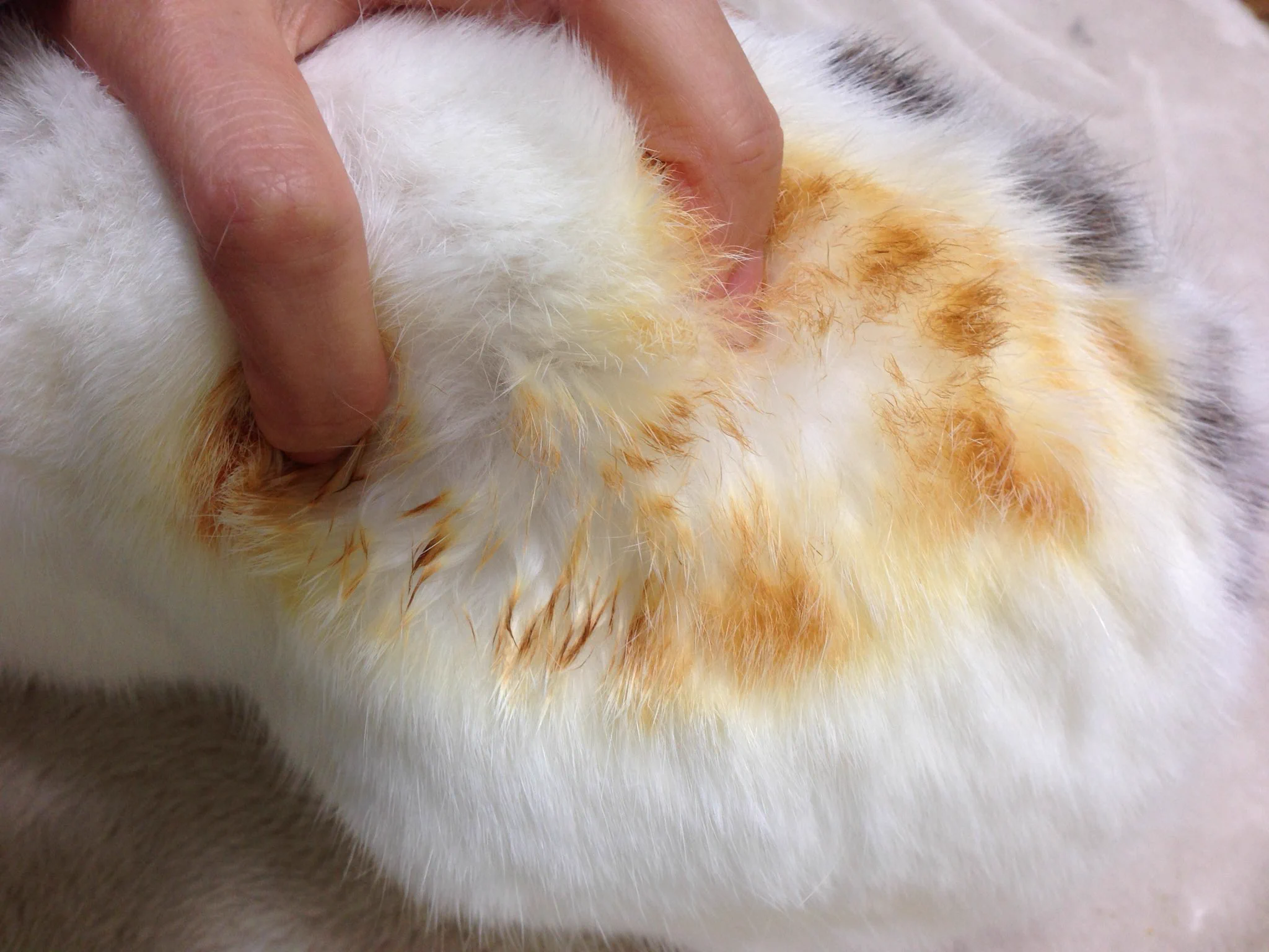 ウサギが焦げたー！！ストーブの近くは動物も要注意！！