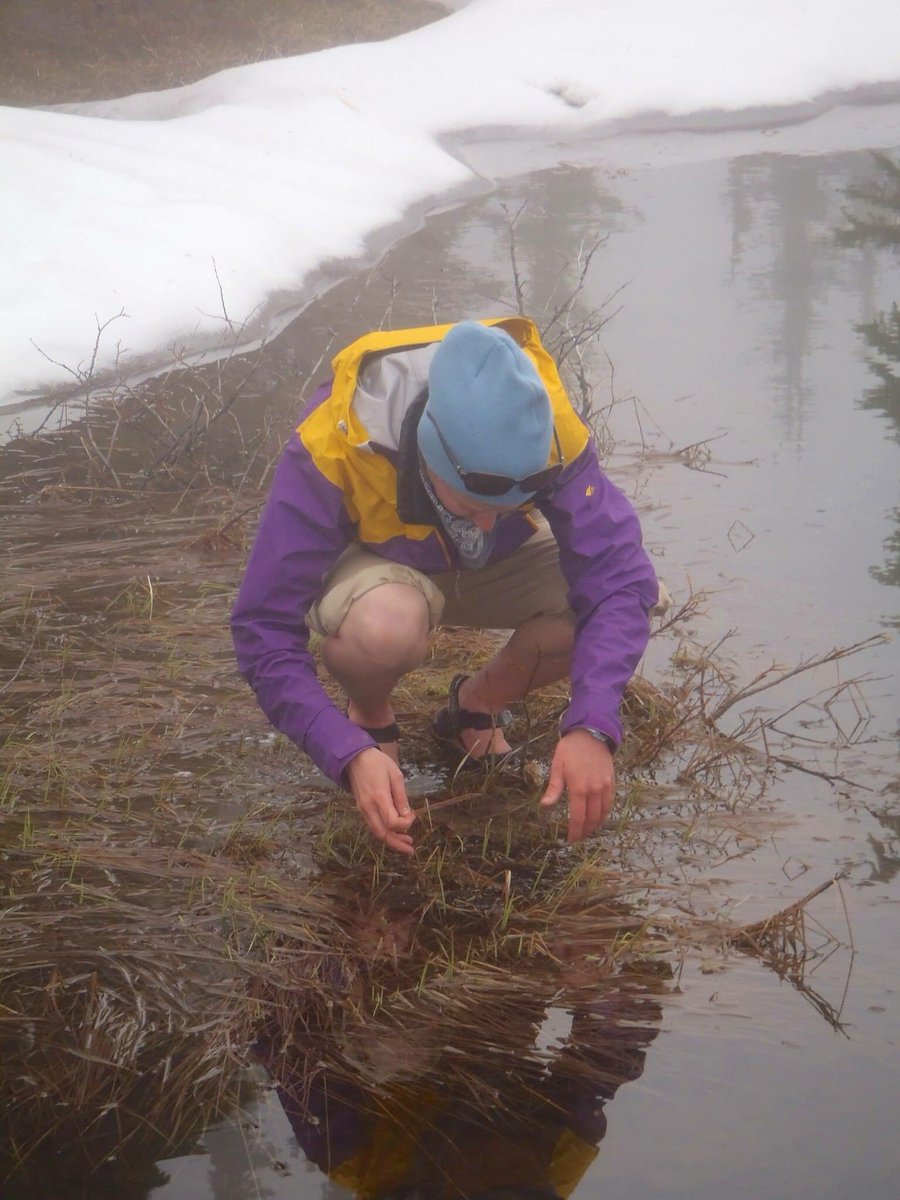 AKissecol's tweet photo. Hi, I'm Amanda and I'm an #actuallivingscientist. I study how #climatechange will affect frogs. #DressLikeAWoman https://t.co/4WiGoEUUEB