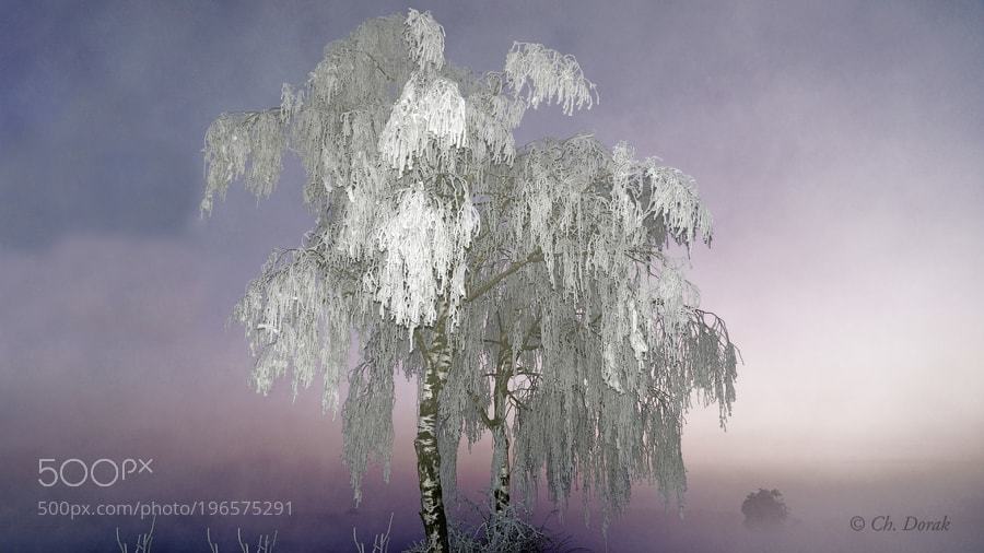 FotoWebLine's tweet image. #Nature #Naturaleza - Cold winter dream... by alf2525 - ift.tt/2jIaXJf