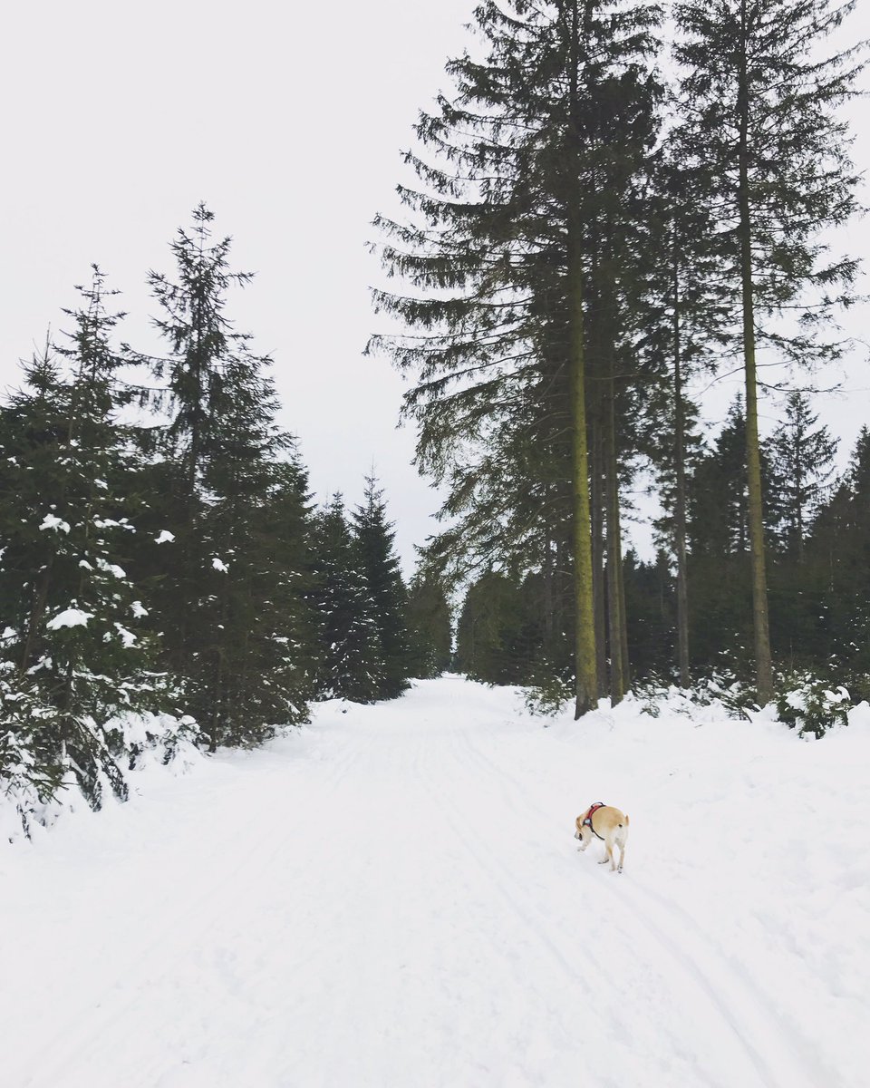 rubenakabert's tweet photo. Vorige week hopeloos verloren gelopen in d'Ardennen. Maar, 't was wel de moeite waard, eerlijk is eerlijk. Volgende keer toch een stafkaart? https://t.co/u5ibiW56vG