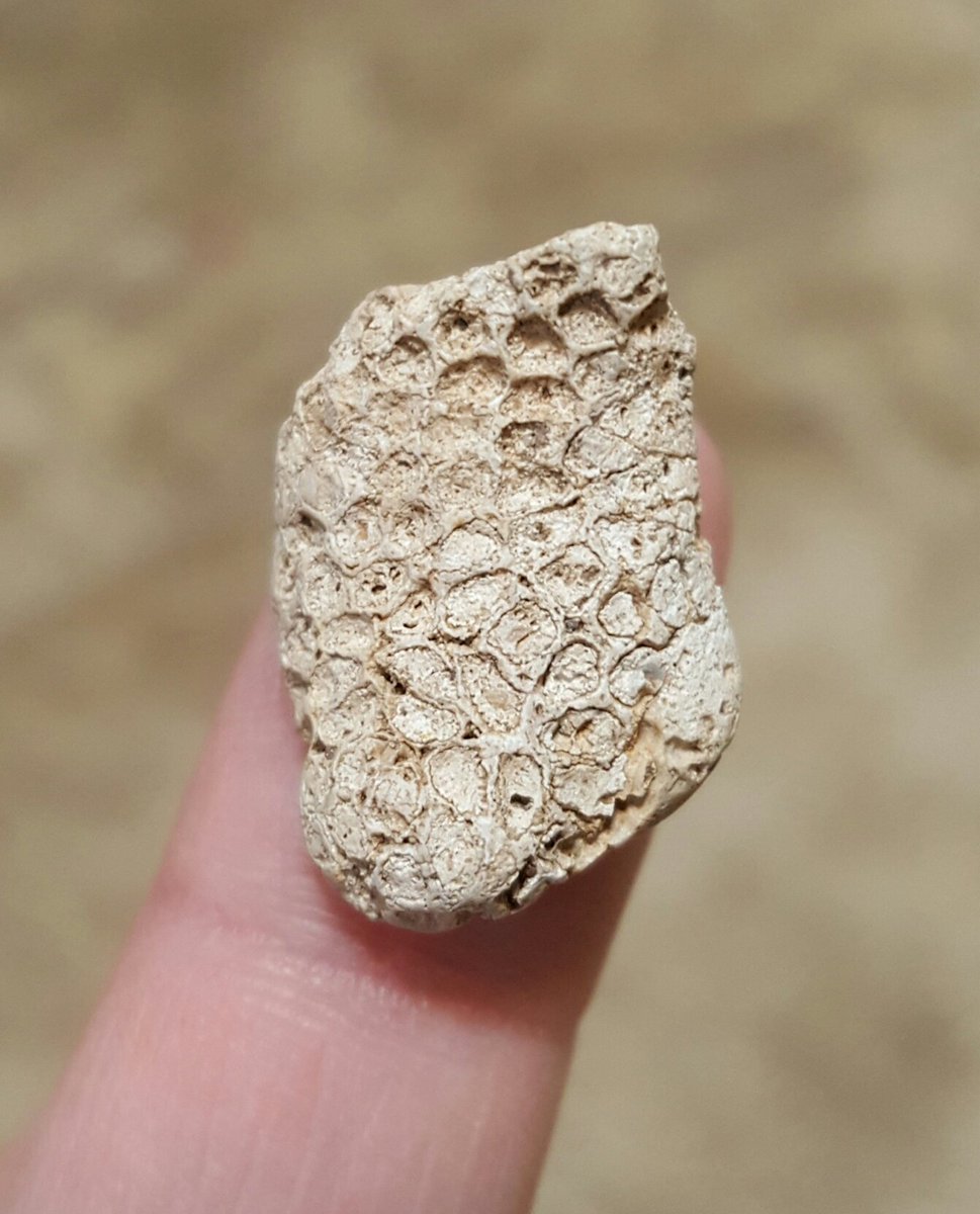 GetPickin's tweet photo. #Checkitout #fossilizedcoral ! These are a #funfind and #oftenoverlooked 

#fridayfeeling #fossilfriday #neverbeenseen #geology #getpickin https://t.co/p0kEYCbHWW