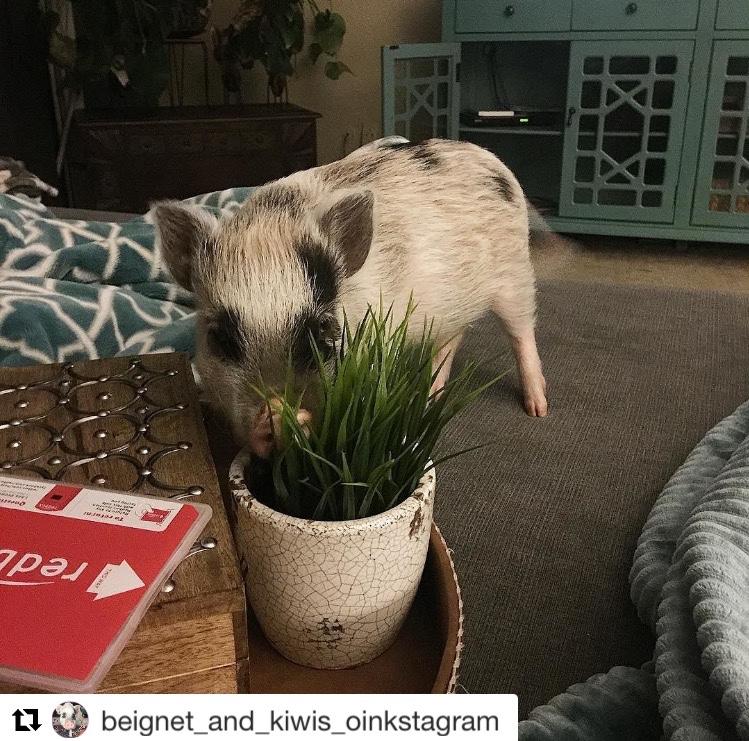 redbox's tweet photo. ...and this little piggy went to Redbox. ๐ท #HowDoYouRedbox https://t.co/UcY0c7ZZXy