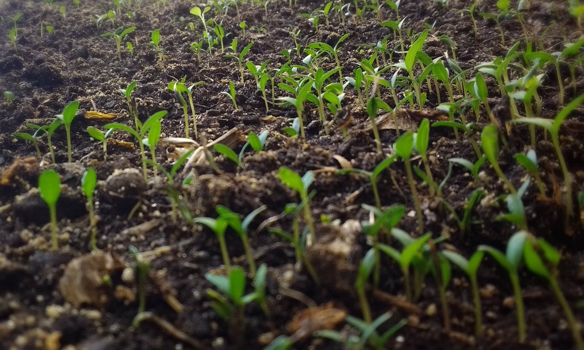 PPAPride's tweet photo. Despite Jimmy's prediction yesterday, we are starting to grow and get green at PPA! #garden #ppapride https://t.co/d42TU1E5q4