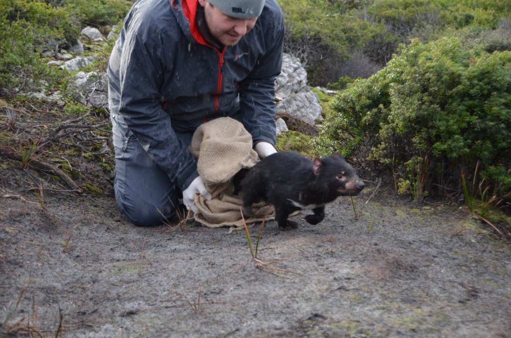 davidghamilton1's tweet photo. Hi, I'm Dave an #actuallivingscientist studying Tassie devil social networks. I spend a significant portion of my day tidying up after them https://t.co/a8htFtwpxM