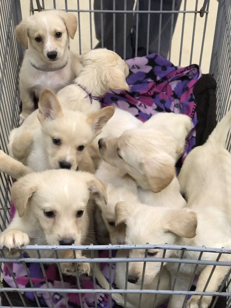 Adoptatcas's tweet photo. These pups are getting ready for some football! Are you? https://t.co/9aiXEdXTID