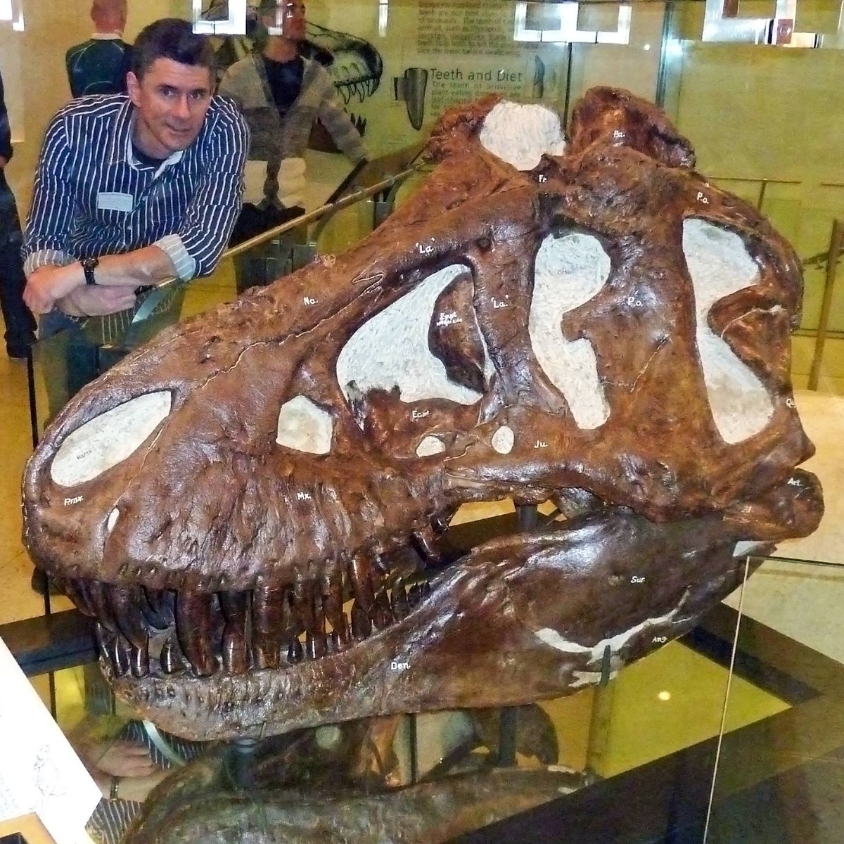 WitmerLab's tweet photo. I'm Larry, and I'm an #ActualLivingScientist. We flesh out the past by exploring the anatomy of the present...and share it with the world! https://t.co/TMN8J3Ub4n
