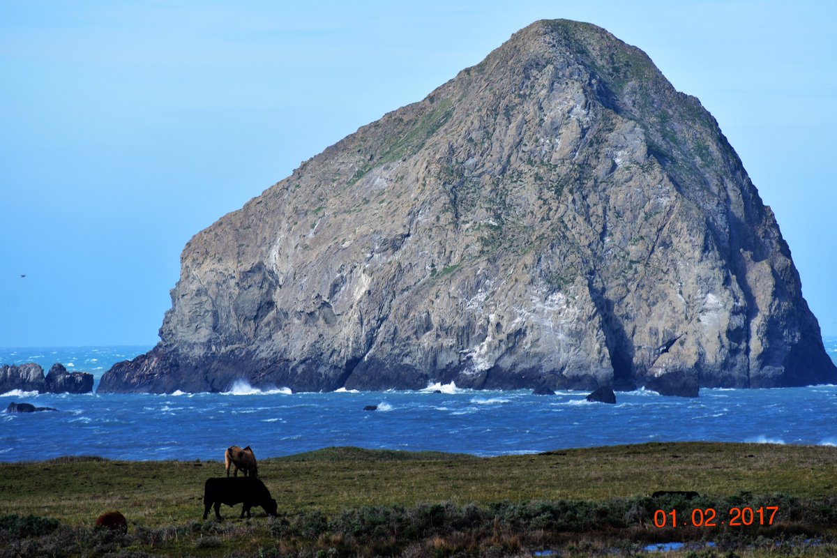 Working on a natural grass fed cattle article for the upcoming launch of ecomonthly.com ,Chronicles of a sustainable environment.