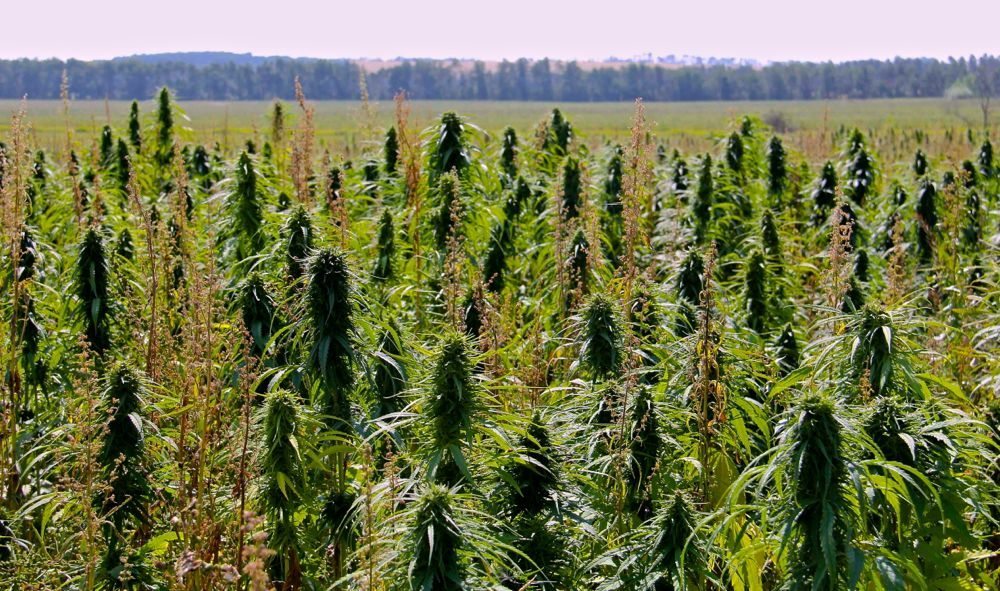 THEMMEXCHANGE's tweet image. With demand, deregulation, 'opportunities abound' for hemp 

 manitobacooperator.ca/daily/with-dem… #MME #Hemp #Hempseeds #Hempoil