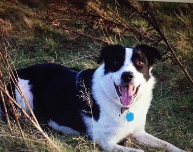 UKRescueDogs's tweet image. #NorthWales 
Meet Ozzie.
Ozzie is a 6-7 year old Collie.
He has lived with dogs, cats and a rabbit.
Not good ... rescuedogs.org.uk/dog-rescues/wa…