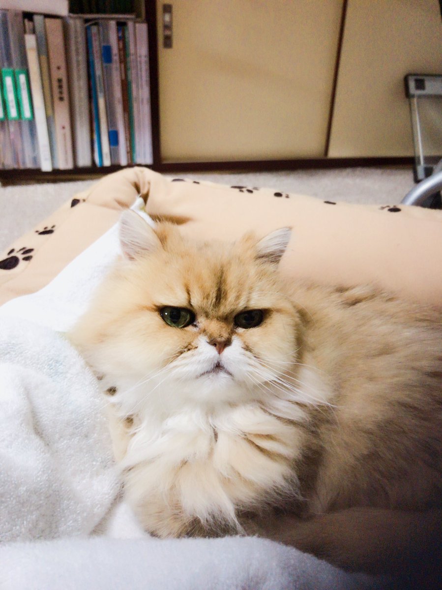 m01876779's tweet photo. あぁ
可愛い♡
うちのチェリーちゃん(ﾉ*>∀<)ﾉ

#カレン #都城 #今日も元気に営業中 https://t.co/HJ5g4f0heN
