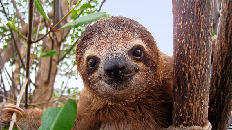 JuliaStroot's tweet image. @IMKristenBell #happysaturday #slothlove #HaveAGreatDay