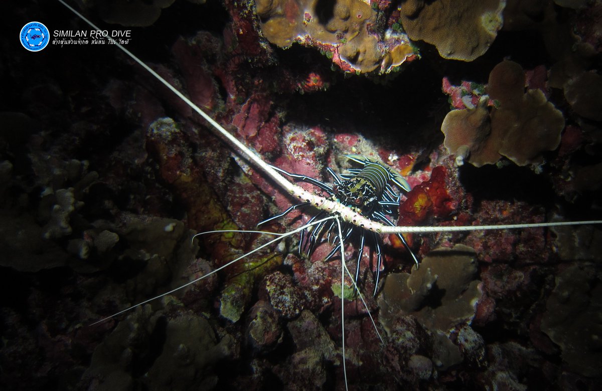 Similan_Prodive's tweet photo. Lobster
#กุ้งมังกร #diving #underwater #scubading #underwaterworld #similanisland #similan #similanprodive
https://t.co/ijdq8ijAVU https://t.co/j5RSHnXnrS