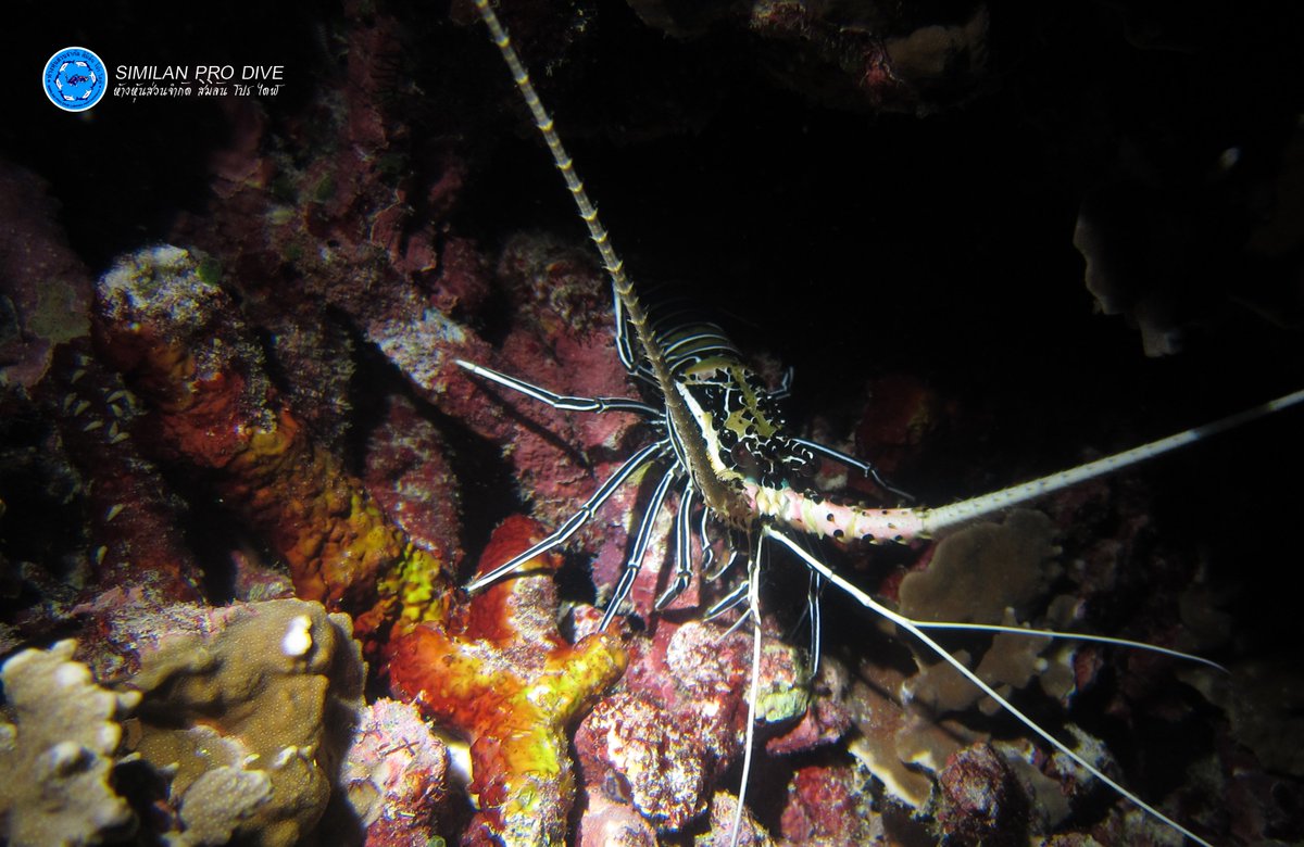 Similan_Prodive's tweet photo. Lobster
#กุ้งมังกร #diving #underwater #scubading #underwaterworld #similanisland #similan #similanprodive
https://t.co/ijdq8ijAVU https://t.co/j5RSHnXnrS