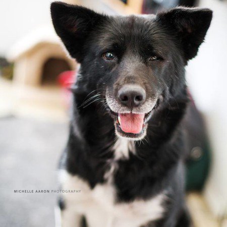 rzstrsister's tweet image. Break from politics. Plz adopt this sweet boy. Can’t afford 3rd dog or wld - Chinook #yeg #yegpets #yeggers @FurRSQ zoesanimalrescue.org/animals/chinoo…
