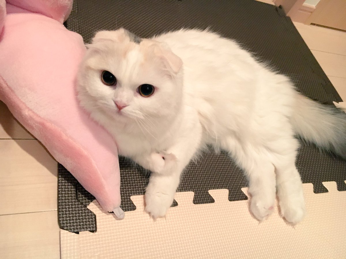 もちしょぼ Ar Twitter 難しいことはよく分からないけど わたしは猫が大好きです O 猫モフー 猫好きさんと繋がりたい スコティッシュフォールド 可愛いスコティッシュクラブ