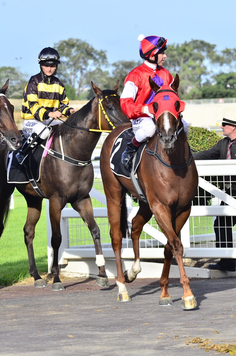 Racing Queensland tweet media