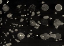 SciResMatters's tweet photo. How #fungal #derived #compunds could be an effective #tool in our #cancer #fighting #arsenal #WorldCancerDay https://t.co/zG6YqzQ4Dq https://t.co/Q0TNeAKjx1