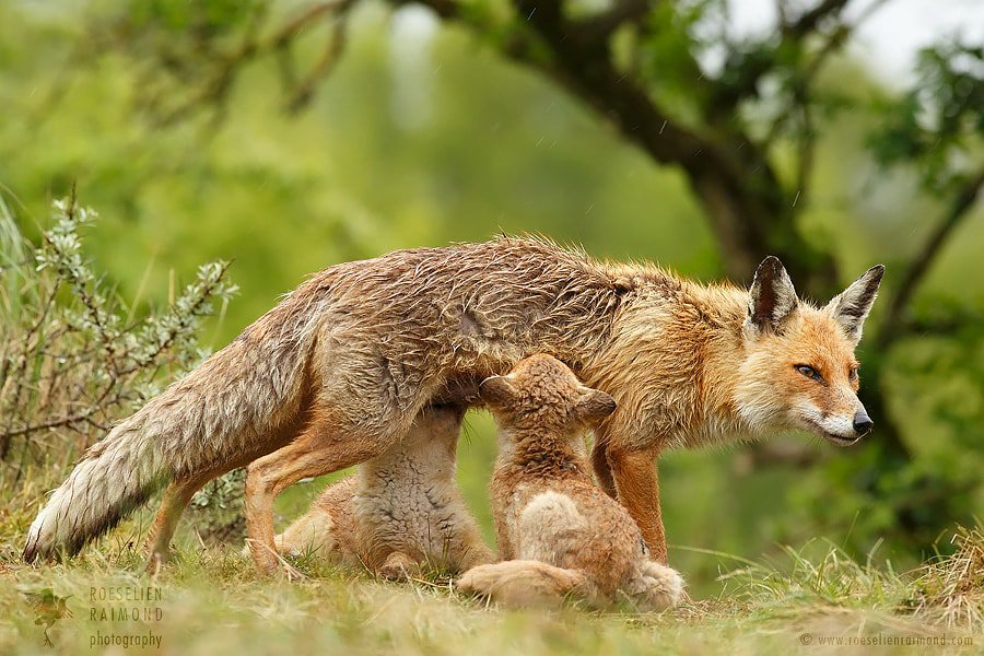 andrespeneke's tweet image. Motherly Love - Vixen suckling fox her fox kits by Roeselien Raimond