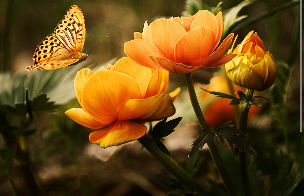 Prijotte's tweet photo. If i were a butterfly 
I'd thank you Lord for giving me wings. https://t.co/xZbxKEto5x
