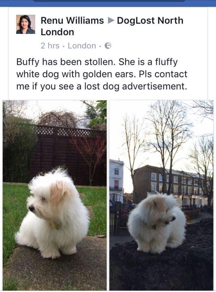 Bolognese Puppies For Sale London Pair Of Antique Meissen Porcelain