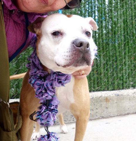 gaviota330's tweet photo. JUSTICE
https://t.co/1Kxxc7d3WE
KILL LIST
LOYAL LADY
LOVED 1,2,3,4 Y OLD FAM KIDS
WELL BEHAVED
HELPDOGS@URGENTPODR.ORG https://t.co/JU7re3PmQz